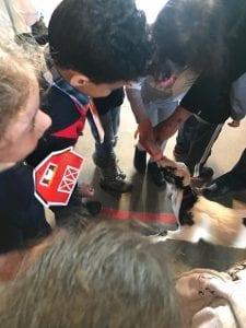 We bottle fed a baby goat!
