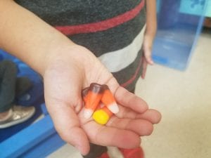 The children tried the candy called candy corn today! Some thought it was yummy and some did not!