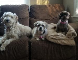 The little brown dog is the new addition to my family. Her name is Buttons!