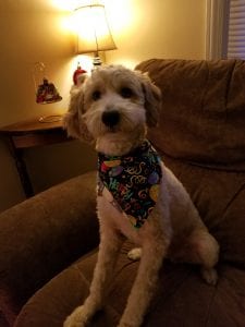 Today is my little Doodle"s 4th birthday! :) I tell the children stories about Doodle all of the time. They know all about this silly dog!