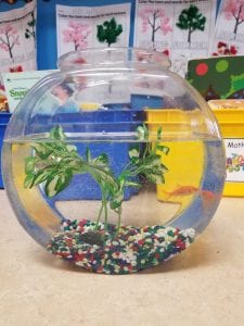 We got a new pet fish! We voted and named it Beyan!