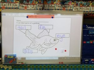 We are learning about the parts of the goldfish with a diagram we are working on.