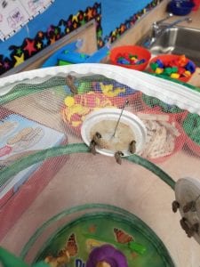 We have been growing butterflies! Today we noticed 2 came out of the cocoon!!!