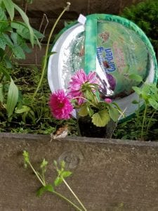 Letter Rr- Release Butterflies!