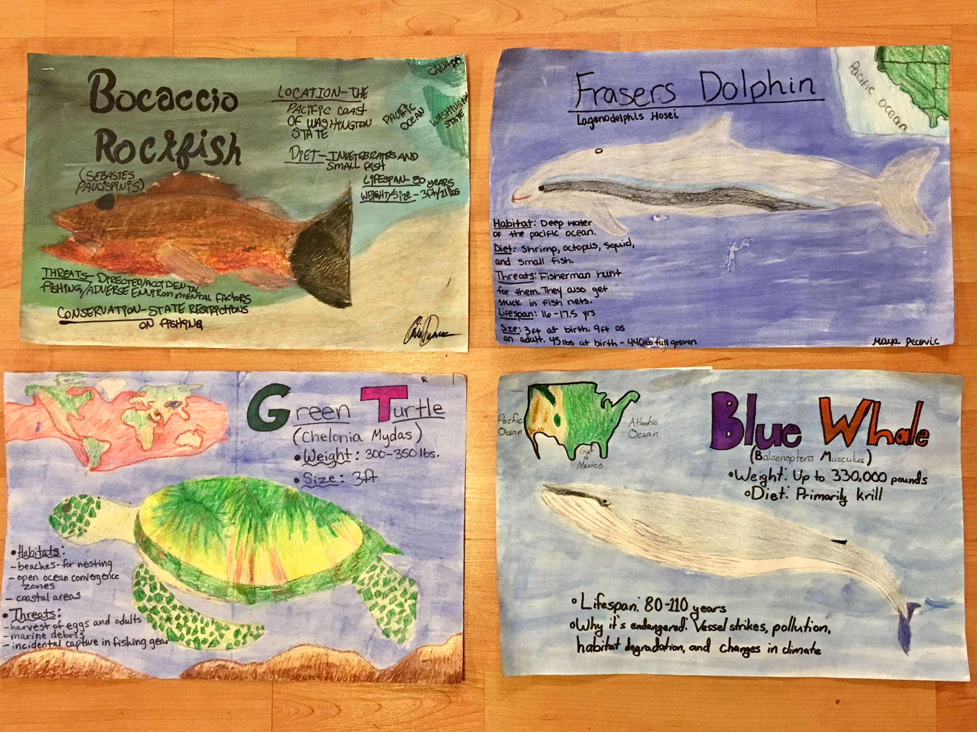 Endangered Animal Poster Mr Kade s Art Room Blog