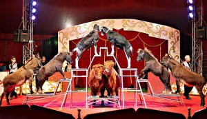 circus (1)