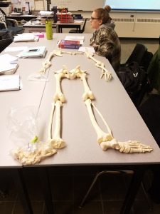 Skeleton Lab