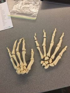 Skeleton Lab -hand