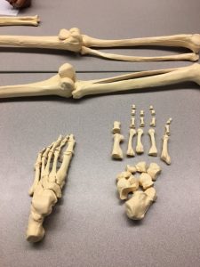 Skeleton Lab - foot (missing 2 phalanges)