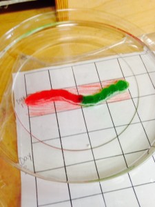 worm