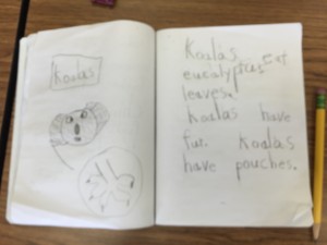 koalas