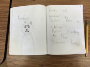 pandas