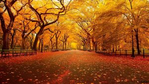 fall-trees