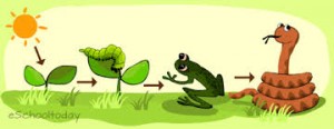 food chain