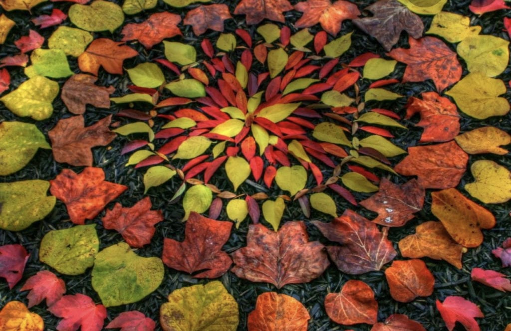 Andy Goldsworthy Art Leaves