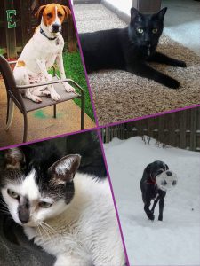 Pet Collage