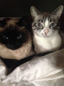 cats