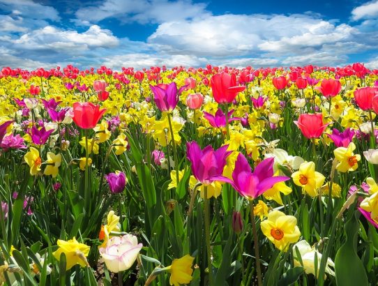 Spring is Here