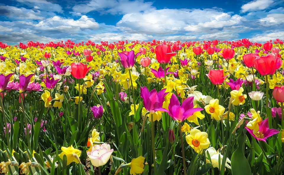 spring tulips in many colors