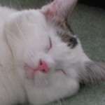 Profile picture of Leila Sloan