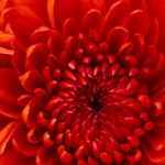 Profile picture of Sanaa Noureddine