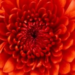 Profile picture of Lisa Taylor