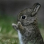 Profile picture of Carolyn Hannaford