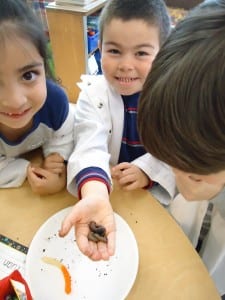 Mad Science gummy worms 024