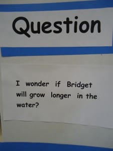 growing alligators 021